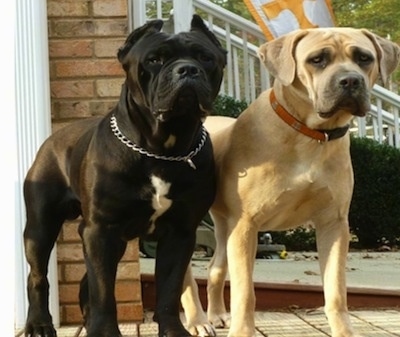 Black Cane Corso Puppies For Sale In Texas
