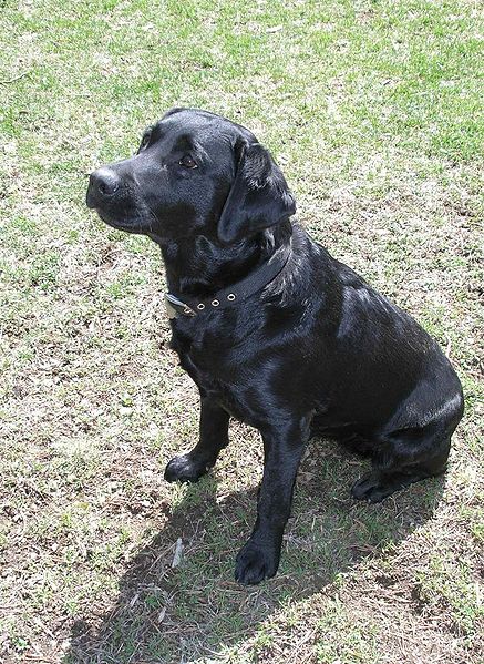 Black Labrador Dog Names