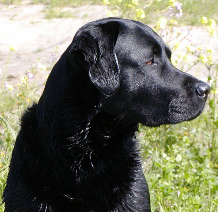 Black Labrador Retriever Dogs