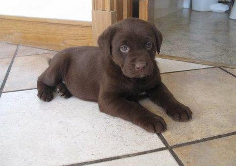 Black Labrador Retriever Puppies For Sale In Florida