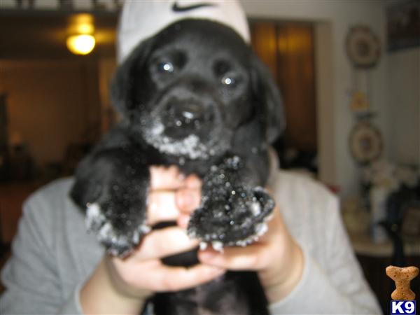 Black Labrador Retriever Puppies For Sale In Florida