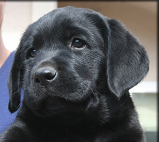 Black Labrador Retriever Puppies For Sale In Florida