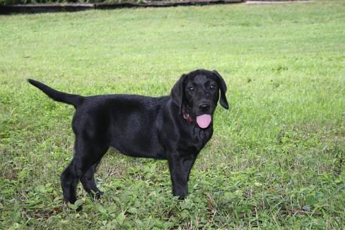 Black Labrador Retriever Puppies For Sale In Florida