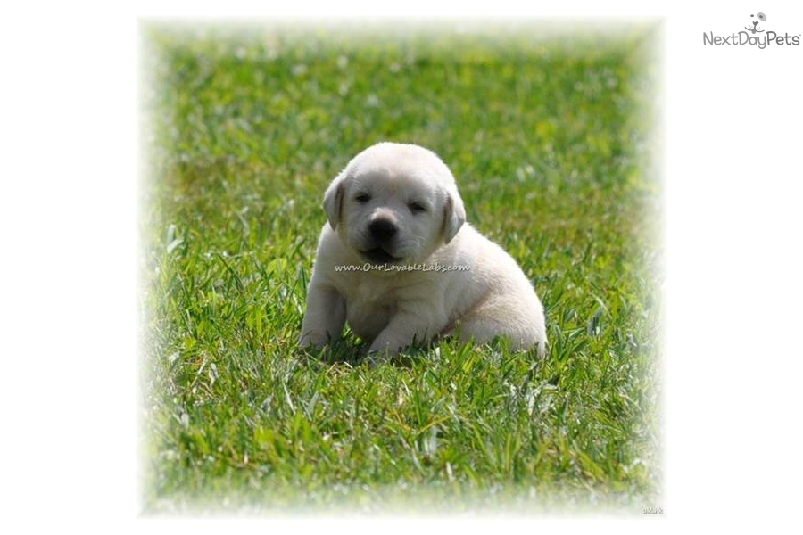 Black Labrador Retriever Puppies For Sale In Georgia