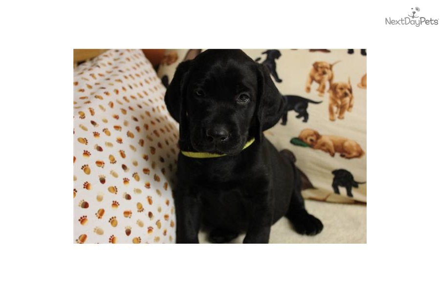 Black Labrador Retriever Puppies For Sale In Georgia