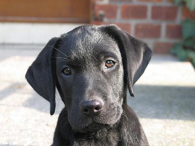 Black Labrador Retriever Puppies For Sale In Texas