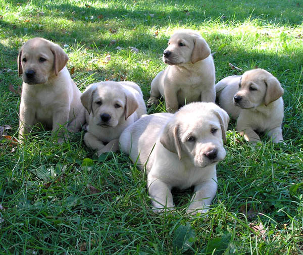 Black Labrador Retriever Puppies For Sale In Texas
