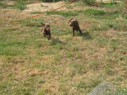 Black Labrador Retriever Puppies For Sale In Texas