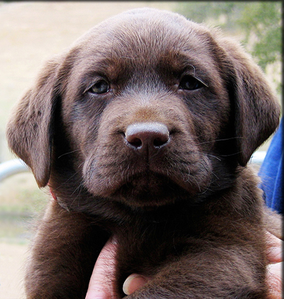 Black Labrador Retriever Puppies For Sale In Texas