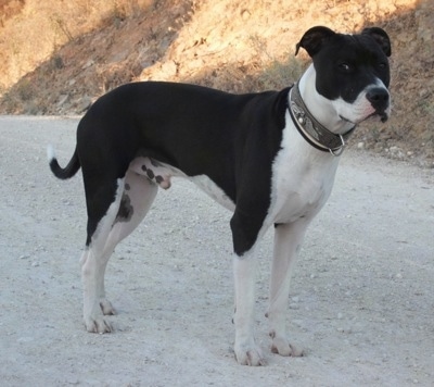 Blue American Staffy Pups For Sale