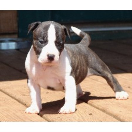 Blue American Staffy Pups For Sale