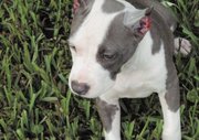Blue American Staffy Pups For Sale Perth