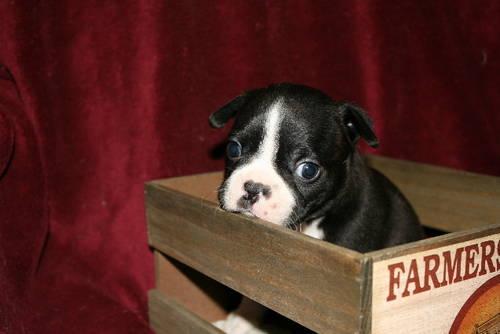 Blue Boston Terrier Puppies For Sale