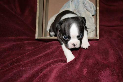 Blue Boston Terrier Puppies For Sale In Florida