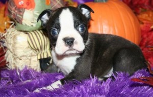 Blue Boston Terrier Puppies For Sale In Pa