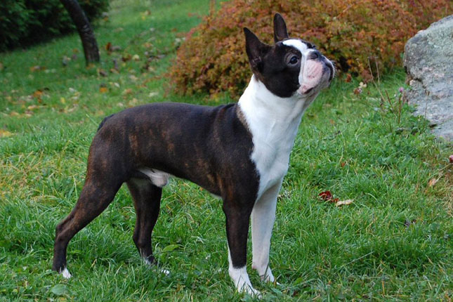 Blue Boston Terrier Puppies For Sale In Pa