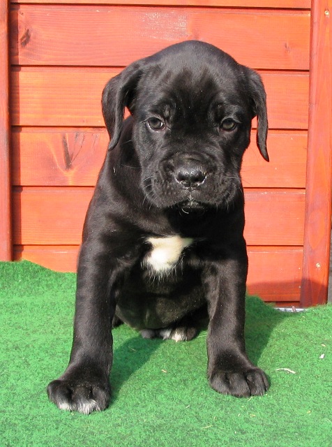 Blue Cane Corso Puppies