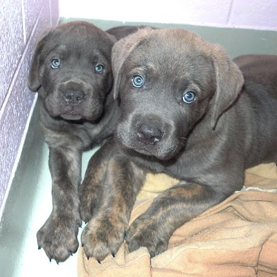 Blue Cane Corso Puppies