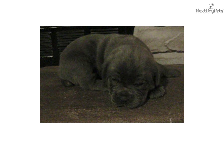 Blue Cane Corso Puppies For Sale In Texas