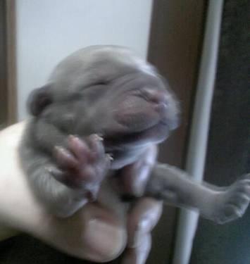 Blue Cane Corso Puppies For Sale In Texas