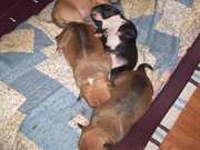 Blue English Staffy Pups For Sale Perth