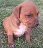 Blue English Staffy Pups For Sale Perth