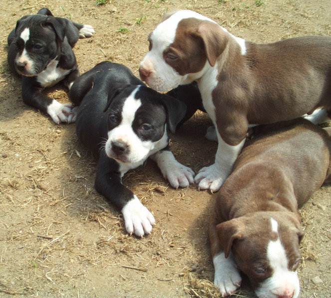 Blue Staffordshire Bull Terrier Puppies For Sale In Scotland