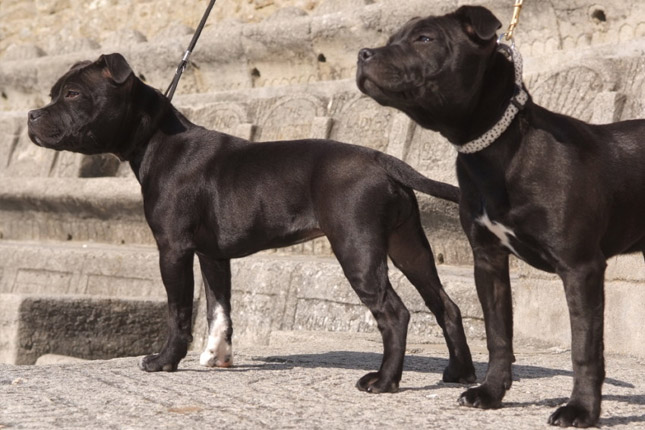 Blue Staffordshire Bull Terrier Puppies For Sale In Wales