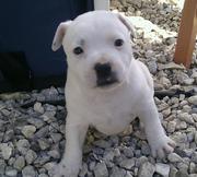 Blue Staffy Puppies For Sale Perth