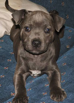 Blue Staffy Pups For Sale Sydney