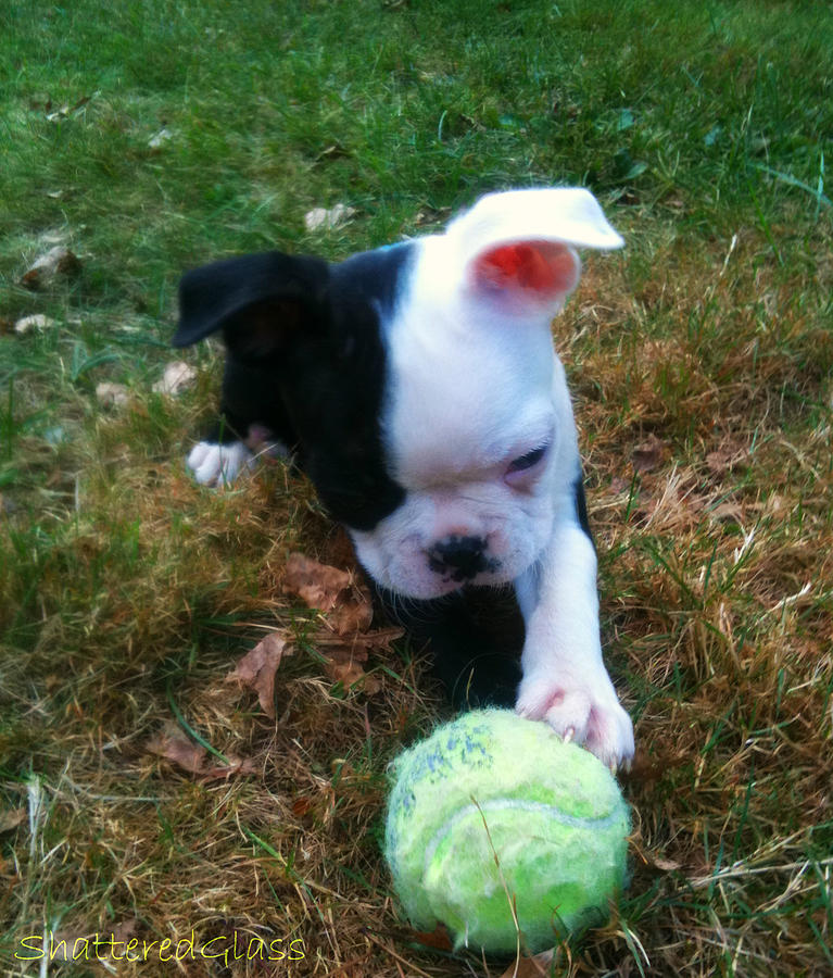 Boston Terrier Puppies