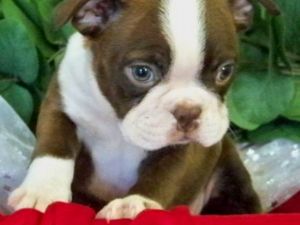 Boston Terrier Puppies For Sale Bay Area