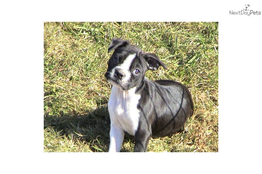 Boston Terrier Puppies For Sale In Nc
