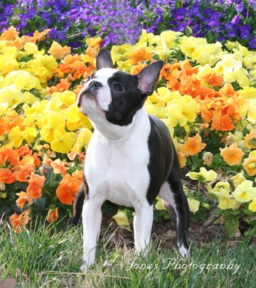 Boston Terrier Puppies For Sale In Paducah Ky