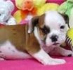 Boston Terrier Puppies For Sale In Paducah Ky
