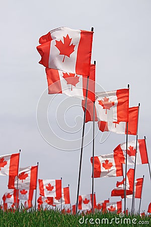 Canada Flag Leaf