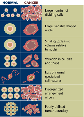 Cancer Cells And Normal Cells