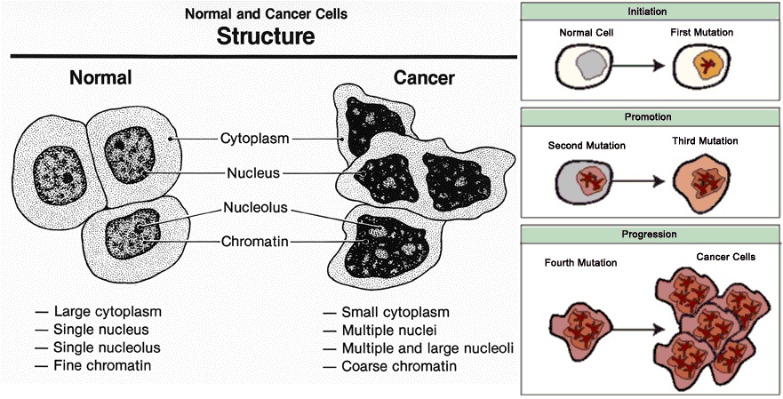 Cancer Cells Vs Normal Cells Pictures