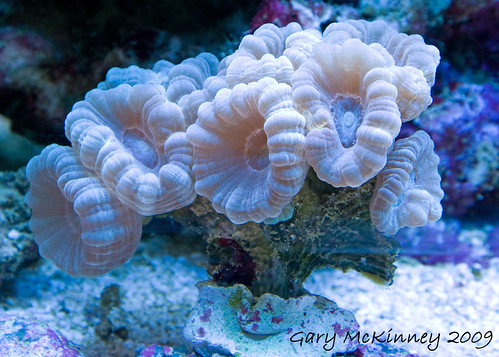 Candy Cane Coral