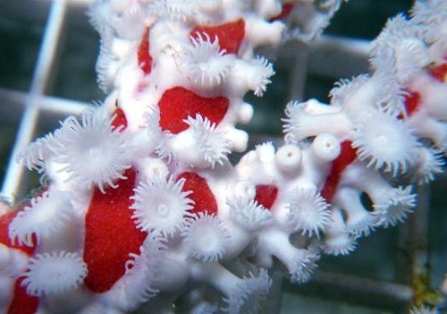 Candy Cane Coral Care