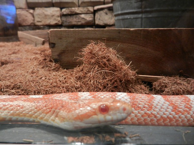 Candy Cane Corn Snake Info