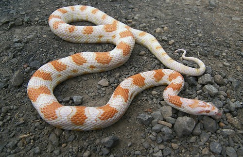 Candy Cane Corn Snake Info