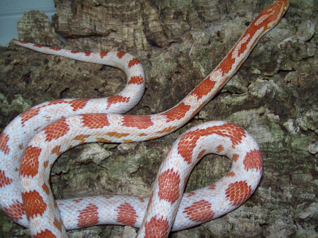 Candy Cane Corn Snake Info