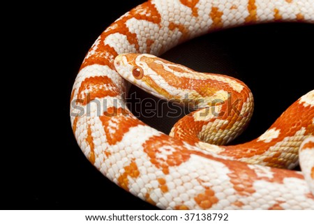 Candy Cane Corn Snakes For Sale