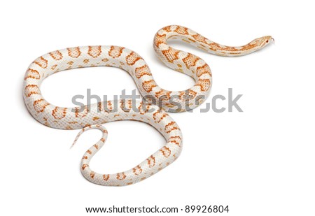 Candy Cane Corn Snakes For Sale