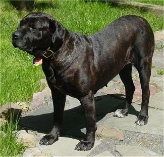 Cane Corso Dog Images