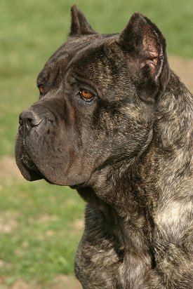 Cane Corso Dog Images