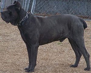 Cane Corso Dog Images