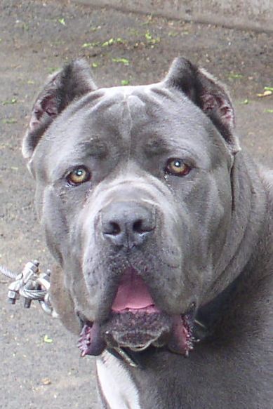 Cane Corso Dog Pictures