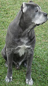 Cane Corso Dog Pictures